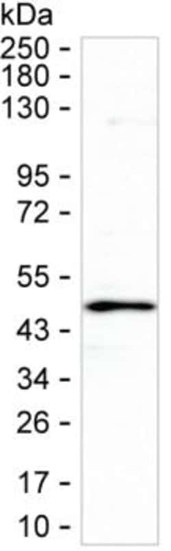 SULT2B1 Monoclonal Antibody (K06341_3C4), Invitrogen&trade;