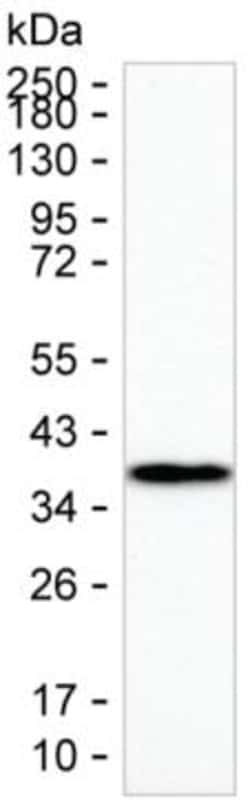 Invitrogen HLA-DRA Monoclonal Antibody (KAA312_15E9), Invitrogen 50 &mu;L;