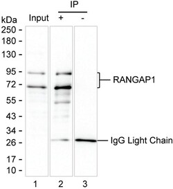 Invitrogen RANGAP1 Monoclonal Antibody (K52049_6F3), Invitrogen 50 &mu;L;