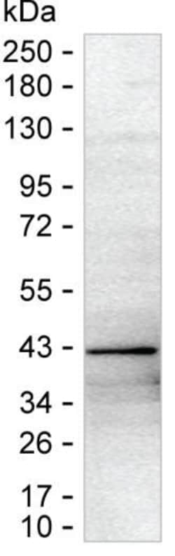 Invitrogen ALP Monoclonal Antibody (K52014_9F2), Invitrogen 50 &mu;L; Unconjugated:Antibodies,