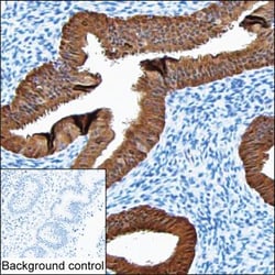 Invitrogen ALP Monoclonal Antibody (K52014_16F8), Invitrogen 200 &mu;L | Buy Online | Invitrogen&trade; | Fisher Scientific