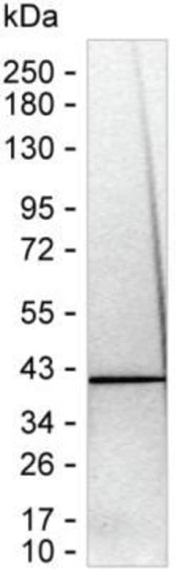 ALP Monoclonal Antibody (K52014_16F8), Invitrogen&trade;