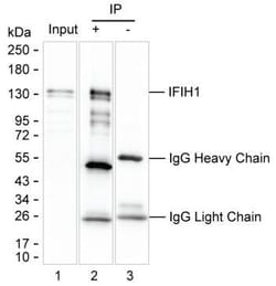 Invitrogen MDA5 Monoclonal Antibody (K49007_14H10), Invitrogen:Antibodies:Primary