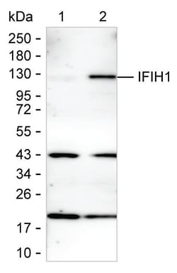 Invitrogen MDA5 Monoclonal Antibody (K49007_14H10), Invitrogen:Antibodies:Primary