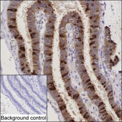 Invitrogen AGR3 Monoclonal Antibody (K1E028_18C10), Invitrogen:Antibodies:Primary