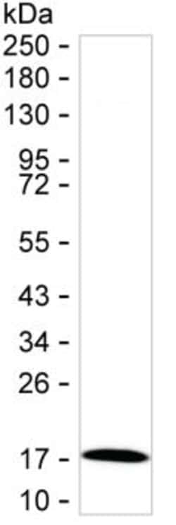 Invitrogen AGR3 Monoclonal Antibody (K1E028_18C10), Invitrogen:Antibodies:Primary