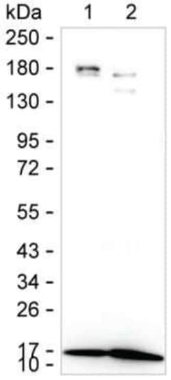 Invitrogen CDA Monoclonal Antibody (K1E006_15H12), Invitrogen 50 &mu;L;