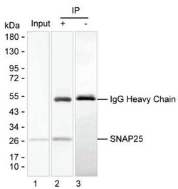 Invitrogen SNAP25 Monoclonal Antibody (K1E003_3G10), Invitrogen 50 &mu;L | Buy Online | Invitrogen&trade; | Fisher Scientific