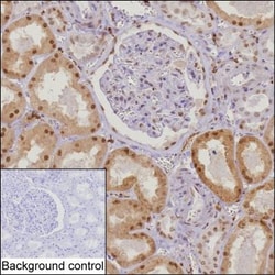 Invitrogen C7orf50 Monoclonal Antibody (K16257_13H2), Invitrogen 200 &mu;L;