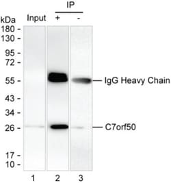 Invitrogen C7orf50 Monoclonal Antibody (K16257_13H2), Invitrogen 200 &mu;L;
