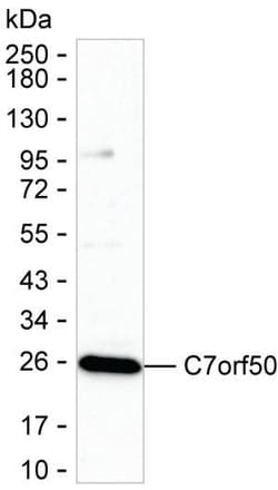 Invitrogen C7orf50 Monoclonal Antibody (K16257_13H2), Invitrogen 200 &mu;L;