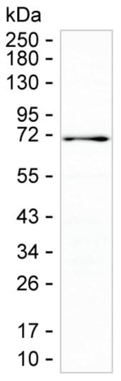 Invitrogen USH1C Monoclonal Antibody (K06328_5A8), Invitrogen:Antibodies:Primary