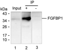 Invitrogen FGFBP1 Monoclonal Antibody (KAA123_3F10), Invitrogen 200 &mu;L;