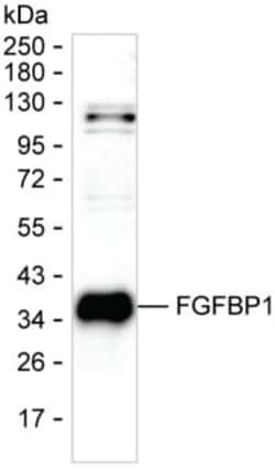 Invitrogen FGFBP1 Monoclonal Antibody (KAA123_3F10), Invitrogen 200 &mu;L;
