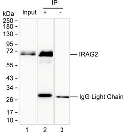 Invitrogen Lrmp Monoclonal Antibody (K52026_16E2), Invitrogen:Antibodies:Primary
