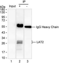Invitrogen NTAL Monoclonal Antibody (K52022_8E2), Invitrogen:Antibodies:Primary