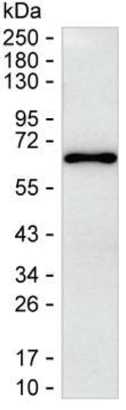 Invitrogen RCOR1 Monoclonal Antibody (K40046_9A7), Invitrogen:Antibodies:Primary
