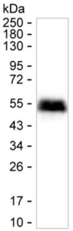 Invitrogen CD142 Monoclonal Antibody (K06319_4H12), Invitrogen 200 &mu;L;
