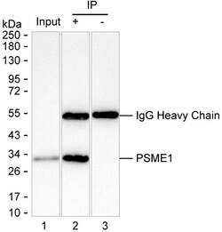 PSME1 Monoclonal Antibody (KAA124_8B6), Invitrogen&trade;