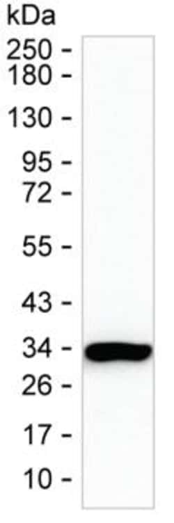 PSME1 Monoclonal Antibody (KAA124_8B6), Invitrogen&trade;
