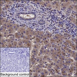 Invitrogen GAS2 Monoclonal Antibody (K94023_17D9), Invitrogen 50 &mu;g;