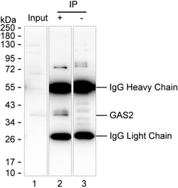 Invitrogen GAS2 Monoclonal Antibody (K94023_17D9), Invitrogen 50 &mu;g;