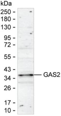 Invitrogen GAS2 Monoclonal Antibody (K94023_17D9), Invitrogen 50 &mu;g;