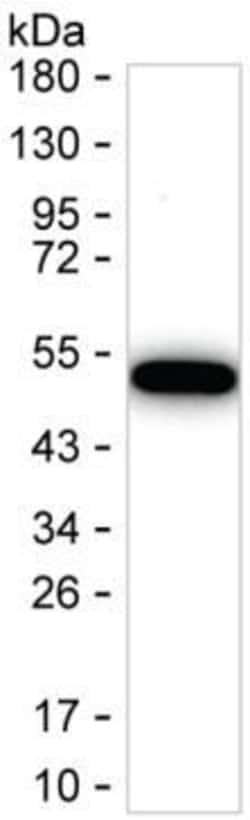 Invitrogen GDNF Monoclonal Antibody (K92005_2F3), Invitrogen 50 &mu;L;