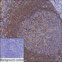 Invitrogen TRIM21 Monoclonal Antibody (K52008_2C10), Invitrogen 50 &mu;L | Buy Online | Invitrogen&trade; | Fisher Scientific