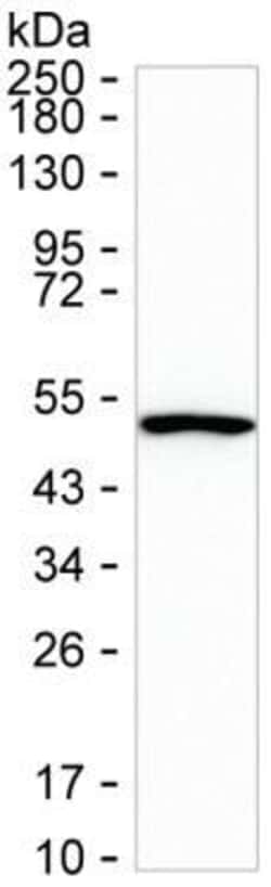 Invitrogen TRIM21 Monoclonal Antibody (K52008_2C10), Invitrogen 50 &mu;L | Buy Online | Invitrogen&trade; | Fisher Scientific