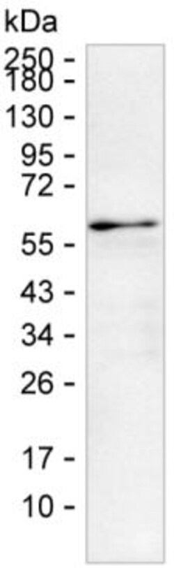 Fetuin B Monoclonal Antibody (K49014_4E12), Invitrogen™