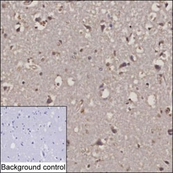 Invitrogen RCAS1 Monoclonal Antibody (K40051_4H7), Invitrogen 200 &mu;L;