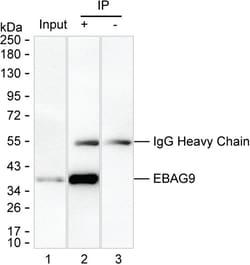 Invitrogen RCAS1 Monoclonal Antibody (K40051_4H7), Invitrogen 200 &mu;L;