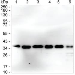 Invitrogen RCAS1 Monoclonal Antibody (K40051_4H7), Invitrogen 200 &mu;L;
