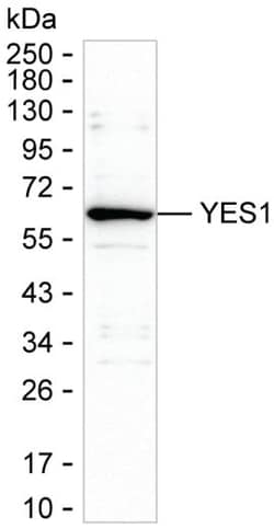 Invitrogen YES1 Monoclonal Antibody (K29051_1E3), Invitrogen:Antibodies:Primary