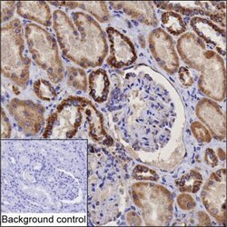 Invitrogen DLAT Monoclonal Antibody (K29029_13C6), Invitrogen:Antibodies:Primary
