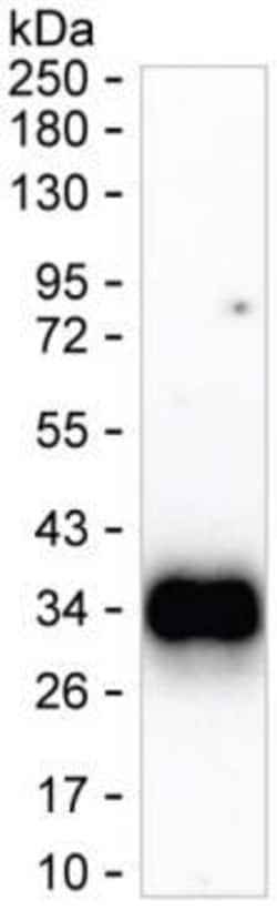Invitrogen BTLA Monoclonal Antibody (K06312_3D7), Invitrogen 50 &mu;L;
