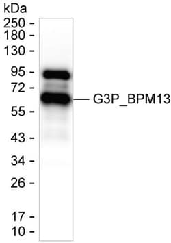 Invitrogen Bacteriophage M13 Monoclonal Antibody (K70008_10F12), Invitrogen