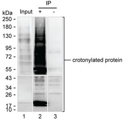 Invitrogen Crotonylated Lysine Monoclonal Antibody (K16287_3A9), Invitrogen 200 &mu;L | Buy Online | Invitrogen&trade; | Fisher Scientific