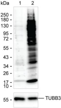 Crotonylated Lysine Monoclonal Antibody (K16287_3A9), Invitrogen&trade;
