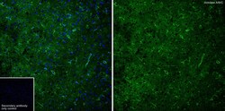 Invitrogen Aldolase A/B/C Recombinant Rabbit Monoclonal Antibody (PSH01-81)