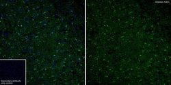 Invitrogen Aldolase A/B/C Recombinant Rabbit Monoclonal Antibody (PSH01-81)