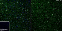Invitrogen Aldolase A/B/C Recombinant Rabbit Monoclonal Antibody (PSH01-81)