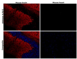 Invitrogen Aldolase A/B/C Recombinant Rabbit Monoclonal Antibody (PSH01-81)