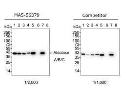 Invitrogen Aldolase A/B/C Recombinant Rabbit Monoclonal Antibody (PSH01-81)