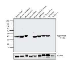 Invitrogen Aldolase A/B/C Recombinant Rabbit Monoclonal Antibody (PSH01-81)