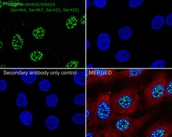 Invitrogen Phospho-SMAD2/SMAD3 (Ser465, Ser467, Ser423, Ser425) Recombinant Rabbit Monoclonal Antibody (ST0493) 100 &mu;L | Buy Online | Invitrogen&trade; | Fisher Scientific