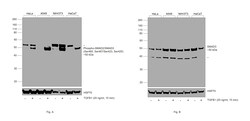 Invitrogen Phospho-SMAD2/SMAD3 (Ser465, Ser467, Ser423, Ser425) Recombinant Rabbit Monoclonal Antibody (ST0493) 100 &mu;L | Buy Online | Invitrogen&trade; | Fisher Scientific