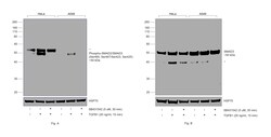 Invitrogen Phospho-SMAD2/SMAD3 (Ser465, Ser467, Ser423, Ser425) Recombinant Rabbit Monoclonal Antibody (ST0493) 100 &mu;L | Buy Online | Invitrogen&trade; | Fisher Scientific