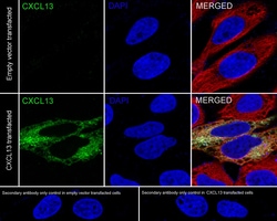 Invitrogen&trade;&nbsp;CXCL13 Recombinant Rabbit Monoclonal Antibody (PSH04-34)